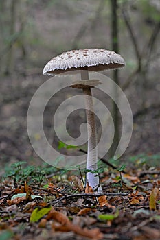 Macrolepiota procera mushroom