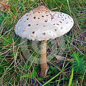 Macrolepiota procera mushroom