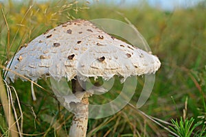 Macrolepiota procera mushroom