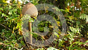 Macrolepiota procera mushroom in the green