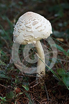 Macrolepiota procera mushroom. Leaves, outdoors.