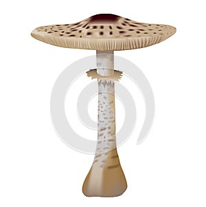 Macrolepiota procera mushroom, parasol mushroom