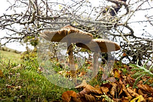 Macrolepiota procera mushrooms