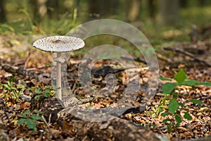 Macrolepiota procera, houby rostou v lesích