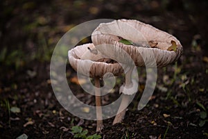 Macrolepiota procera mushrooms. huge vegan plant in the forest. the snake`s hat. sponge snake