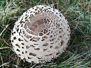 Macrolepiota Procera mushroom