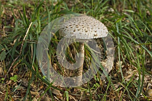 Macrolepiota procera or parasol mushroom