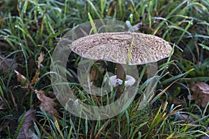 Macrolepiota procera, the parasol mushroom.