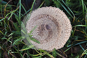 Macrolepiota procera, the parasol mushroom.