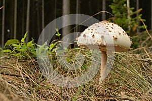 Macrolepiota Procera - Parasol Mushroom