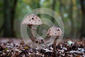 Macrolepiota procera, the parasol mushroom, a basidiomycete fungus