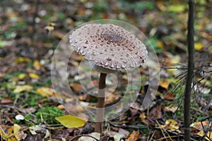 Macrolepiota procera. The parasol mushroom, basidiomycete fungus. photo