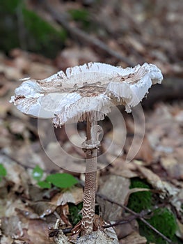 Macrolepiota procera, the parasol mushroom, a basidiomycete fungus with a large, prominent fruiting body