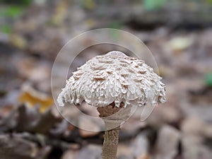 Macrolepiota procera, the parasol mushroom, a basidiomycete fungus with a large, prominent fruiting body