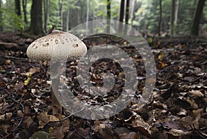 Macrolepiota procera, the parasol mushroom, is a basidiomycete fungus with a large, prominent fruiting body resembling a parasol