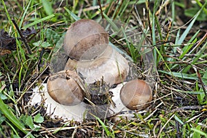 Macrolepiota procera, the parasol mushroom, is a basidiomycete fungus with a large, prominent fruiting body resembling a parasol