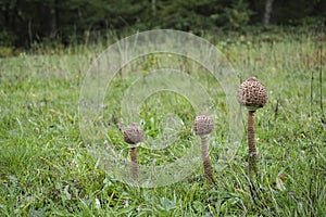 Macrolepiota procera, the parasol mushroom, is a basidiomycete fungus with a large, prominent fruiting body resembling a parasol