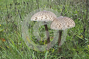 Macrolepiota procera, the parasol mushroom, is a basidiomycete fungus with a large, prominent fruiting body resembling a parasol