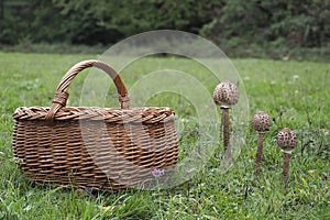 Macrolepiota procera, the parasol mushroom, is a basidiomycete fungus with a large, prominent fruiting body resembling a parasol