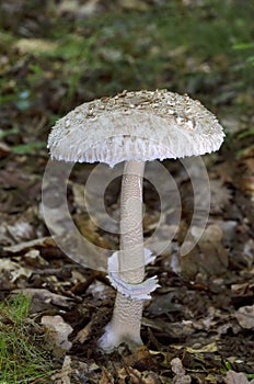 Macrolepiota procera, the parasol mushroom, is a basidiomycete fungus with a large, prominent fruiting body resembling a parasol.