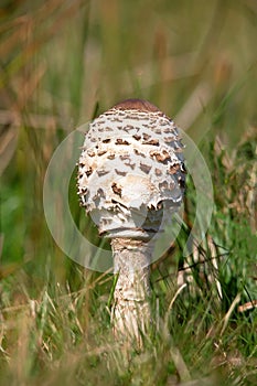 Macrolepiota procera, the parasol mushroom, is a basidiomycete fungus with a large, prominent fruiting body resembling a parasol.