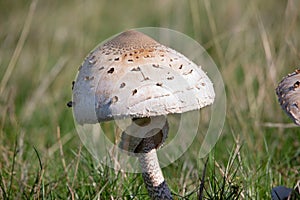 Macrolepiota procera, the parasol mushroom, is a basidiomycete fungus with a large, prominent fruiting body resembling a parasol.