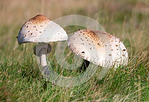 Macrolepiota procera, the parasol mushroom, is a basidiomycete fungus with a large, prominent fruiting body resembling a parasol.