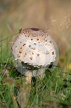 Macrolepiota procera, the parasol mushroom, is a basidiomycete fungus with a large, prominent fruiting body resembling a parasol.