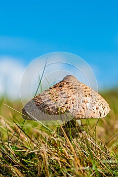 Macrolepiota procera, houba slunečník