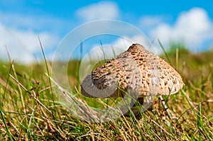 Macrolepiota procera, houba slunečník