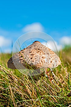 Macrolepiota procera, slnečnicová huba