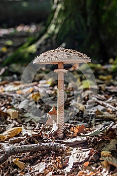 Macrolepiota procera (parasol mushroom) in a forest, Czech Republ