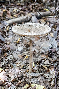 Macrolepiota procera (parasol mushroom) in a forest, Czech Republ