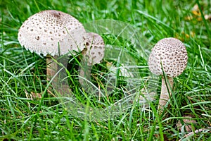 Macrolepiota procera, parasol mushroom among green grass, basidiomycete fungus