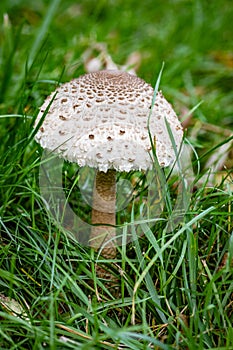 Macrolepiota procera, parasol mushroom among green grass, basidiomycete fungus