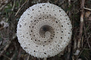 Macrolepiota procera, the parasol mushroom, ibasidiomycete fungus