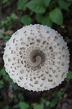 Macrolepiota procera, the parasol mushroom, ibasidiomycete fungus