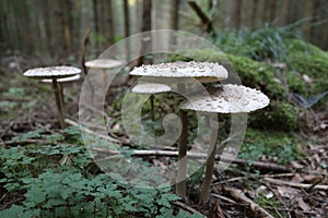 Macrolepiota procera, the parasol mushroom, ibasidiomycete fungus