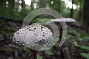 Macrolepiota procera, the parasol mushroom, ibasidiomycete fungus