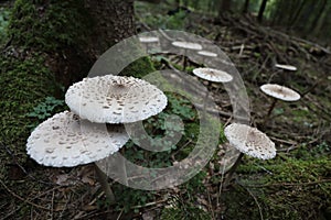 Macrolepiota procera, the parasol mushroom, ibasidiomycete fungus