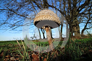 Macrolepiota procera, the parasol mushroom, ibasidiomycete fungus,Germany