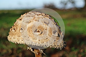 Macrolepiota procera, the parasol mushroom, ibasidiomycete fungus,Germany