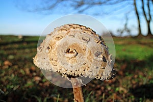 Macrolepiota procera, the parasol mushroom, ibasidiomycete fungus,Germany