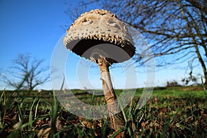 Macrolepiota procera, the parasol mushroom, ibasidiomycete fungus,Germany