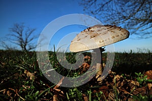 Macrolepiota procera, the parasol mushroom, ibasidiomycete fungus,Germany