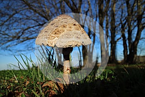 Macrolepiota procera, the parasol mushroom, ibasidiomycete fungus,Germany