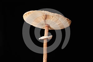 Macrolepiota procera parasol mushroom isolated on black background, brown mushroom with big cap