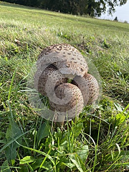 Macrolepiota procera  parasol mushroom in the nature in Slovenija