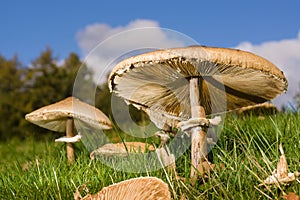 Macrolepiota Procera Parasol Mushrooms