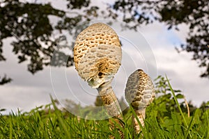 Macrolepiota Procera Parasol Mushrooms